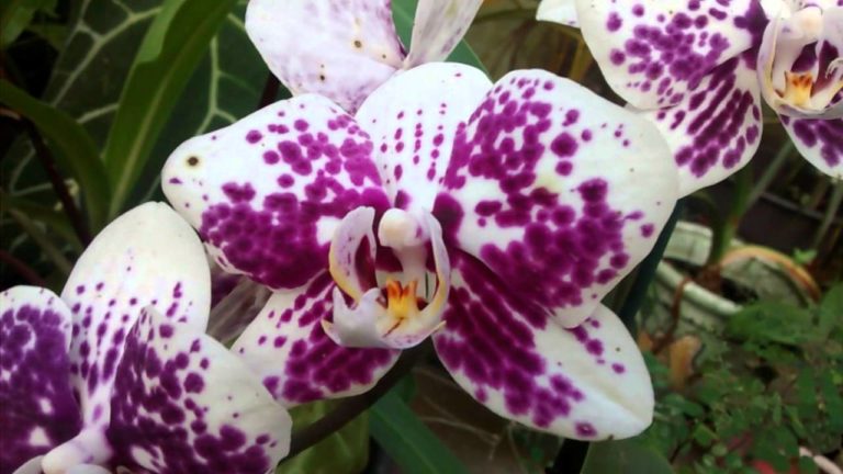 Orqu Dea Phalaenopsis Pre O E Como Cuidar Tc