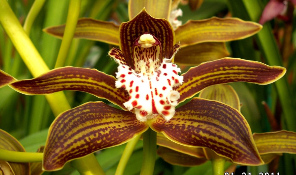 Orqu Dea Cymbidium Como Cuidar Conhe A Os Cuidados Tc