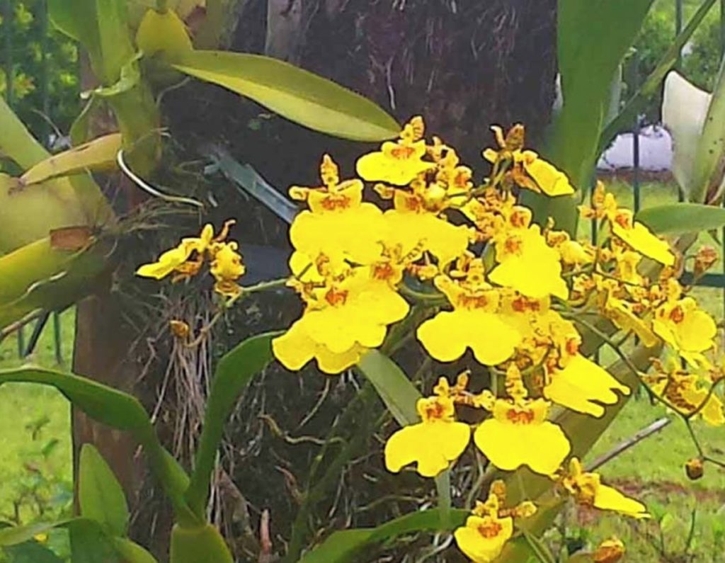 Orquídea Chuva de Ouro Oncidium Como Cuidar Preço Significado