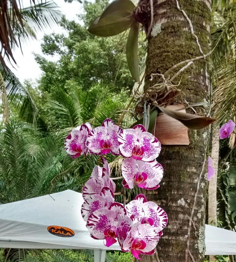 Como Plantar Orquídeas em Troncos Veja Aqui TC