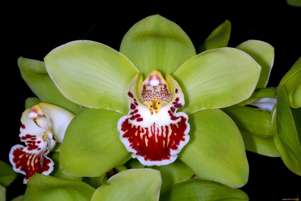 Orquídeas Espécies Raras Conheça a mais rara do mundo TC