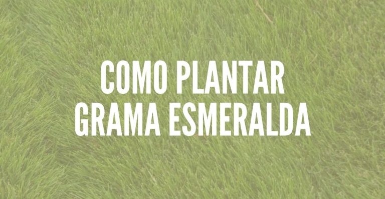 Como Plantar Grama Esmeralda