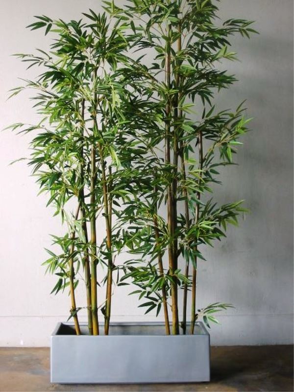 Tipos de Bambu Ornamental  Para Jardins Vasos e 