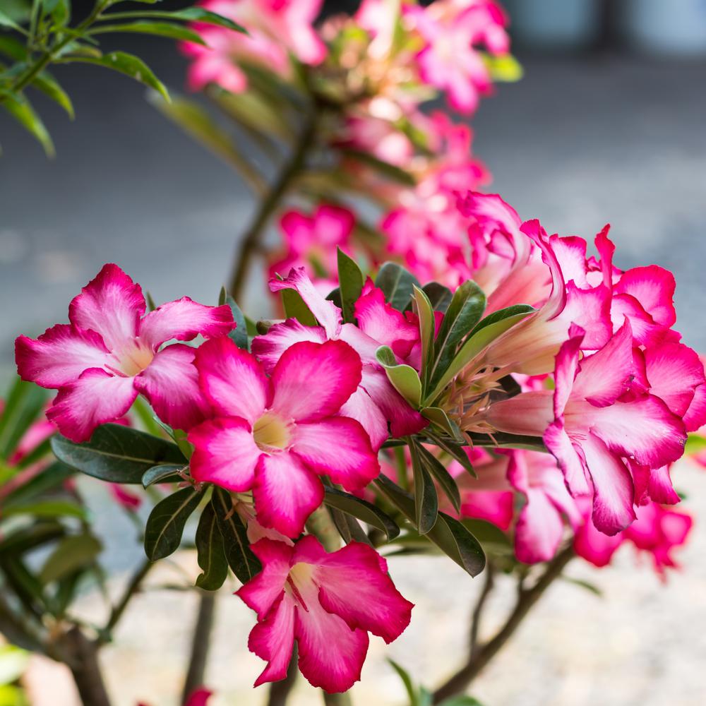 Rosa Do Deserto Como Cuidar Como Manter A Flor Saud vel E Bonita TC